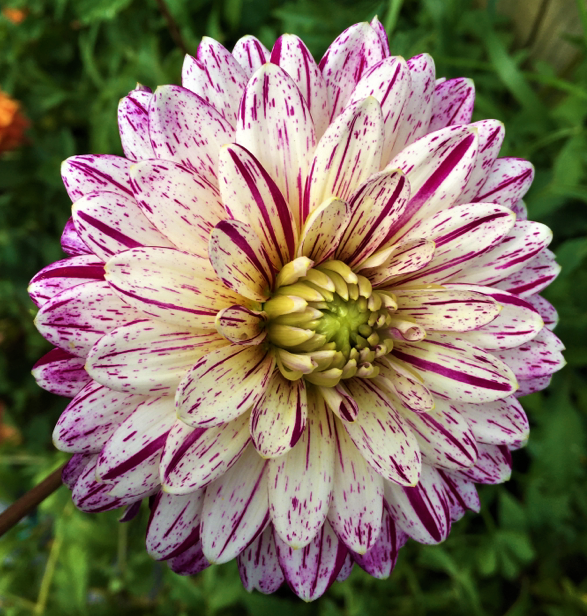 Dahlia Smokey
